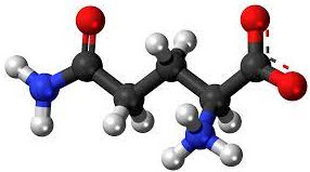 Cómo es una molécula de glutamina